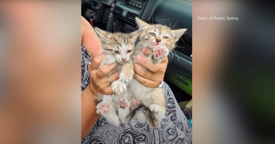 Driver Stops to Investigate Strange Noise Coming from Engine and Is Shocked to Find 2 Hitchhikers