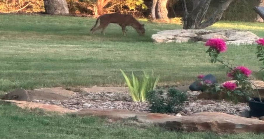 Woman Turns To The Internet For Help When Mystery Creature Is Caught On Camera