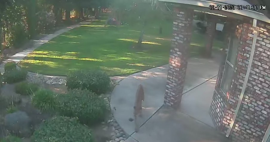 Woman Shocked When Security Cameras Show Mountain Lion And Family Dog 'Playing'