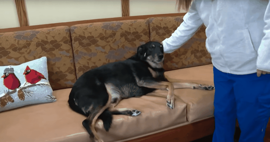 Dog Sneaks Out Of Animal Shelter And Into Nursing Home Until He Becomes A Resident