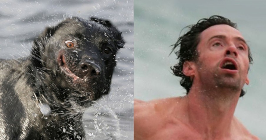 These 13 Wet Pups Look Awfully Familiar. And When YOU Find Out Why You'll CRACK UP!