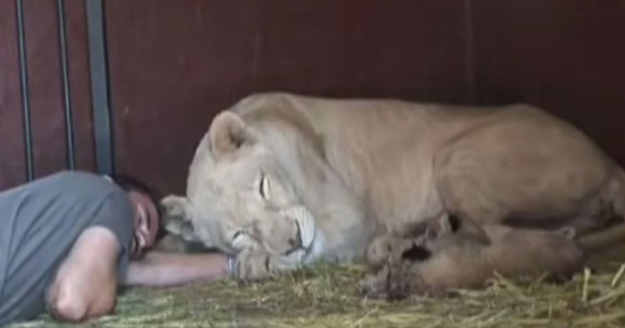 Man Cuddles With Lioness And Her Cubs