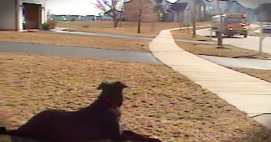 Dog Waits Patiently For His Best Friend To Get Off The School Bus