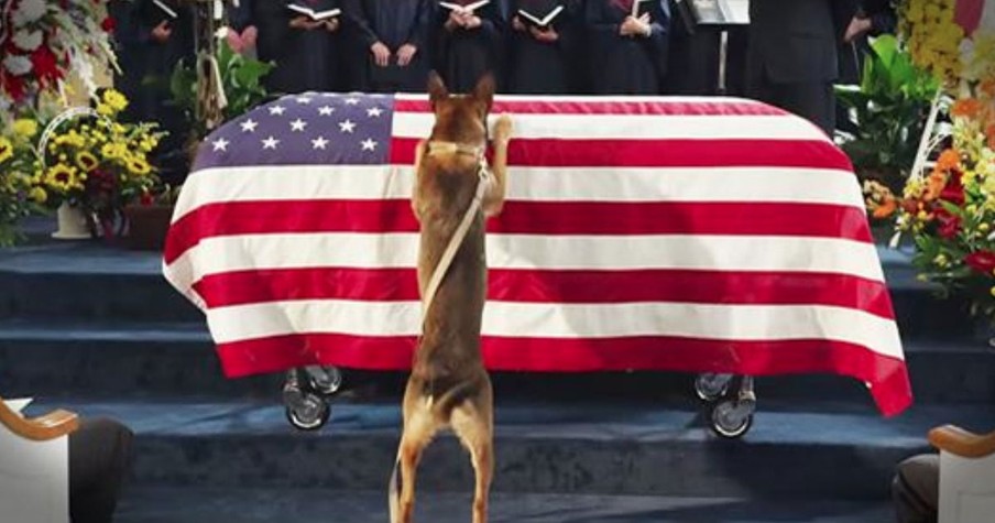 Trailer For The Movie 'Max' About A Marine Dog And His Family