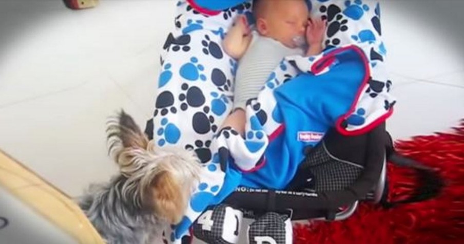 Dog Covers Baby In A Comfy Blanket To Keep Him Warm