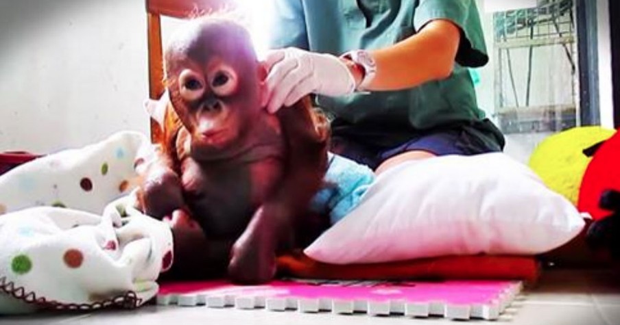 Baby Orangutan Rescued After Being Near Death From Starvation