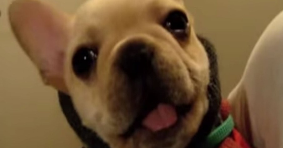 Cute Dog Says 'I Love You'