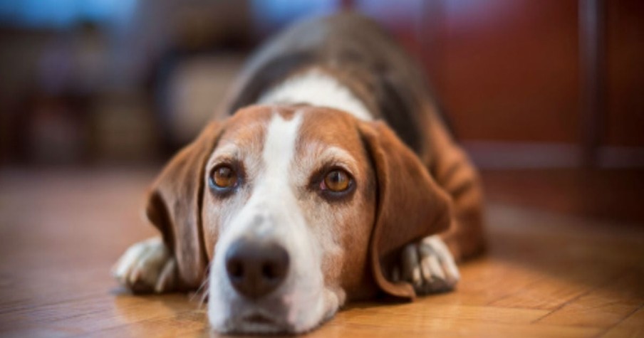 Dog's Owner Sees Just How Lonely His Pup Is When He Is Gone