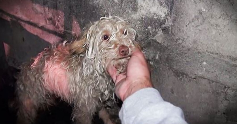 Puppy Living In A Sewer Tunnel Rescued By Hope For Paws