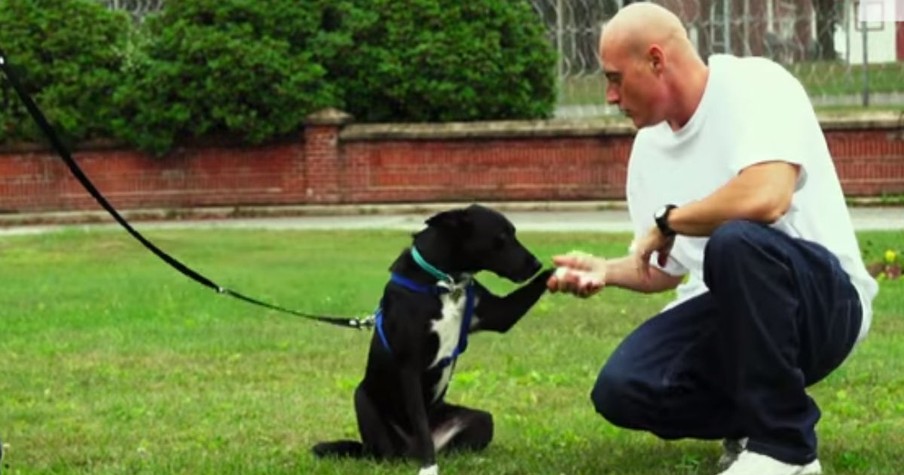 Abandoned Dogs Find Love In Prison With Inmates