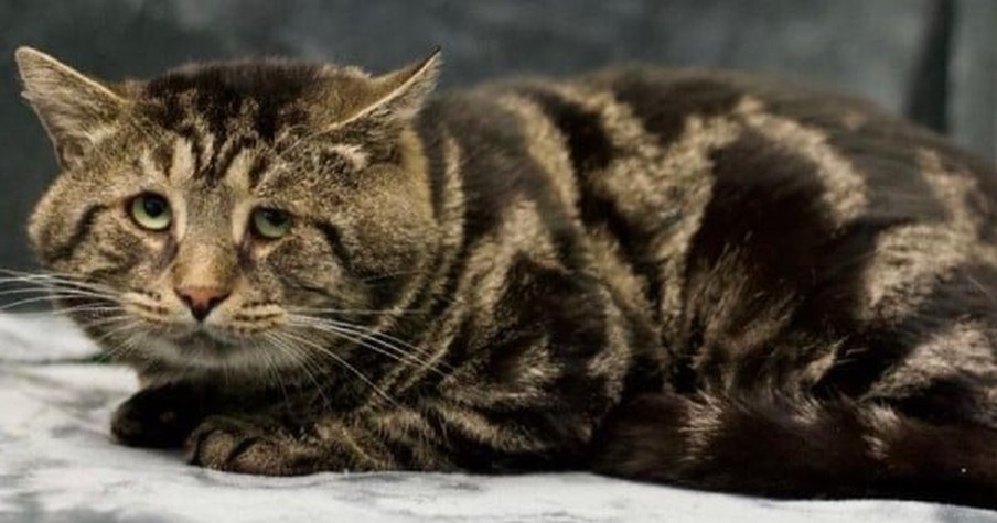 A Depressed Cat Had No One To Love Him But All That Changed After He Went Viral