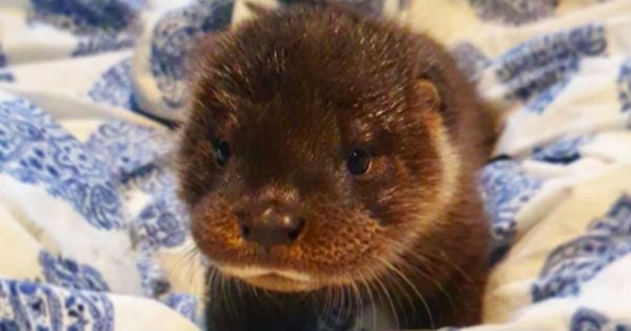 An Abandoned Baby Otter Made Some Unlikely Friends And The Story Behind Is So Touching