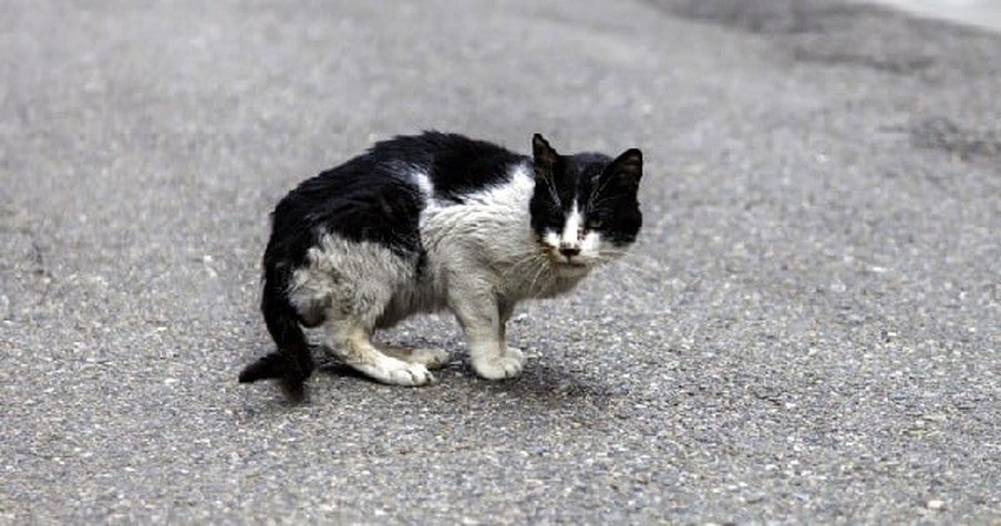 Cruelly Abused And Burned Cat Miraculously Recovers