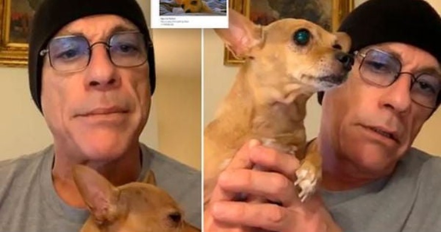 Chihuahua Was Going To Be Killed Until Actor Jean Claude Van Damme Fought To Save Her