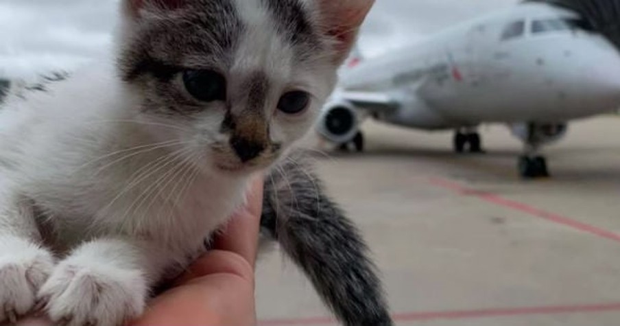 Workers Discover A Tiny Kitten On An Airport Ramp And Whisk It To Safety