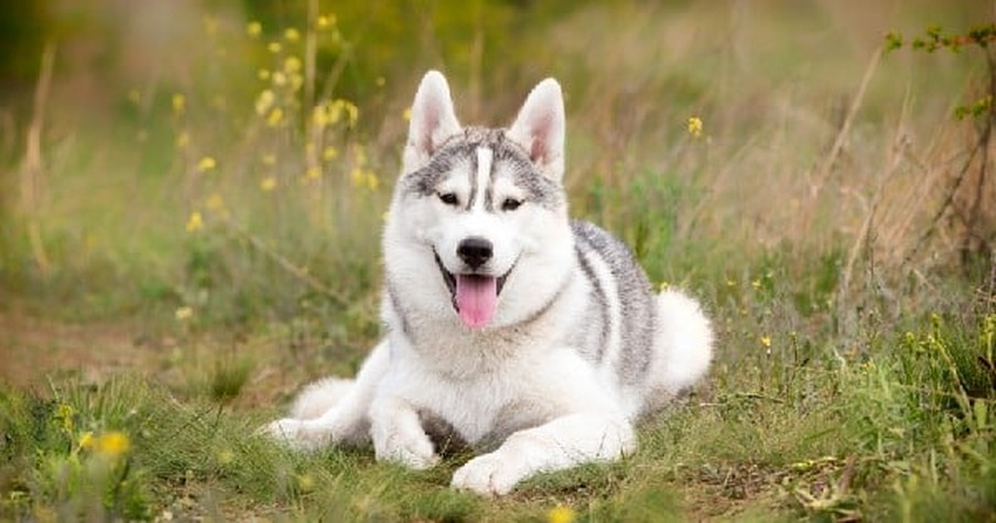 After Their Beloved Dog Died, Their Hearts Were Broken. Until God Sent Healing In The Most Shocking Way!
