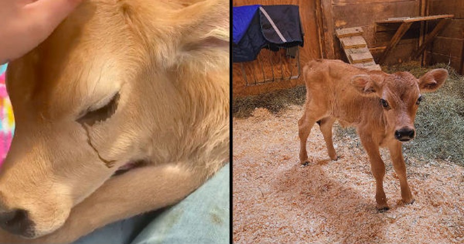 Angels Saved a Calf at Just 3 Days Old from Deplorable Conditions And Now He's Thriving