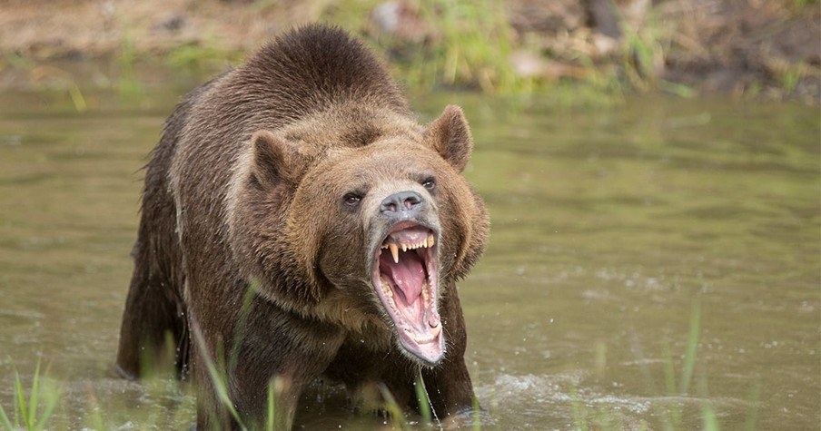 Atheist Begins Praying After Bear Attack in the Woods