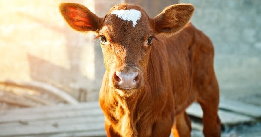 Farmer Saves Baby Cow From Freezing To Death With Hot Tub