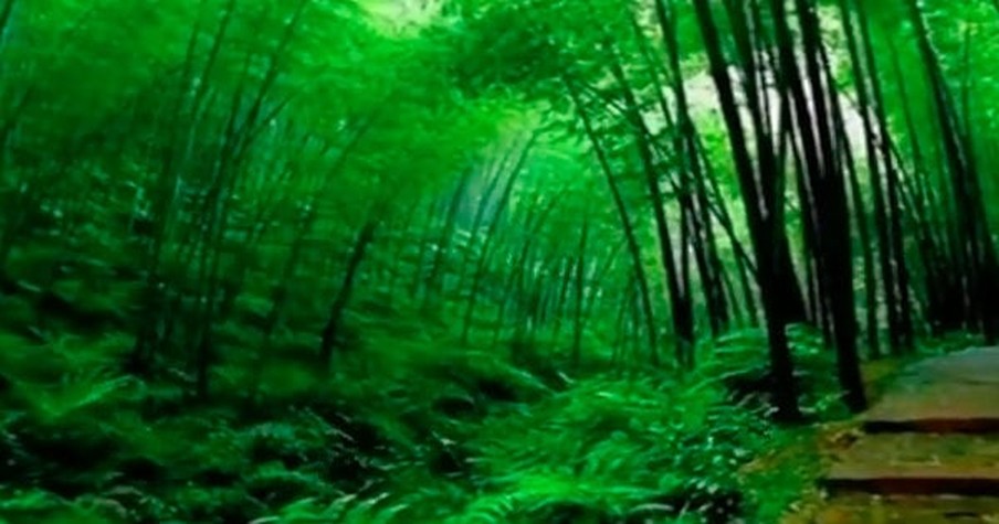 Life Lessons From The Chinese Bamboo Tree | Motivational Story