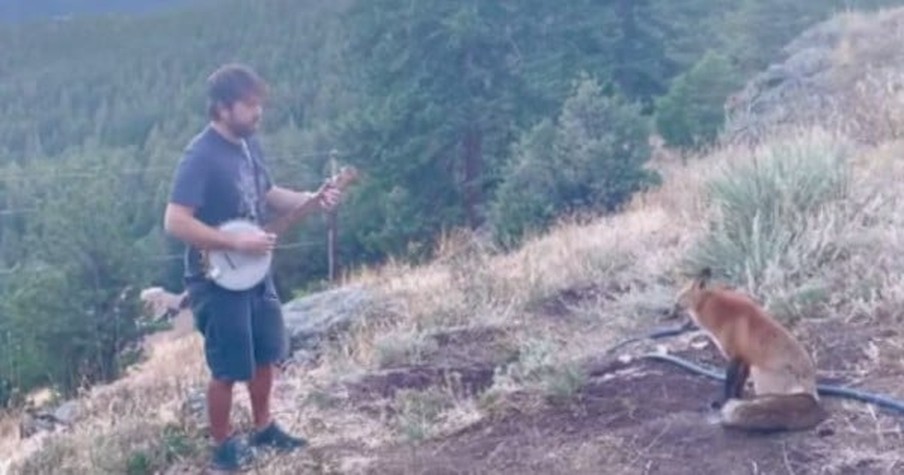 Banjo Player Mesmerizes Fox with His Music and the 2 Go Viral As the Wild Animal Demands More