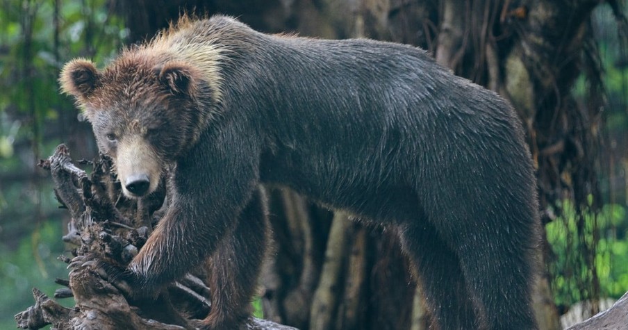 Bear Races Out Of Bush To Attack 73-Year-Old But Then Her Husband Steps In With Bear Spray