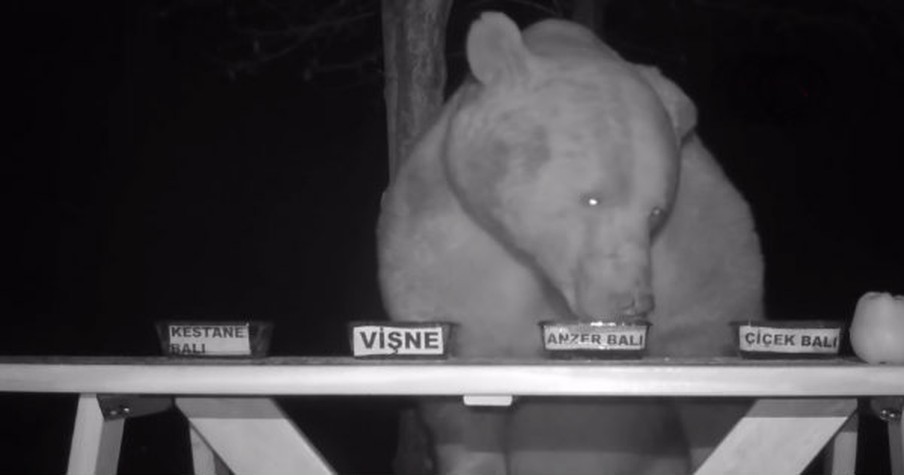 2 Bears Stealing Honey Get Caught In The Act And Farmer Cleverly Turns Them Into Taste Testers