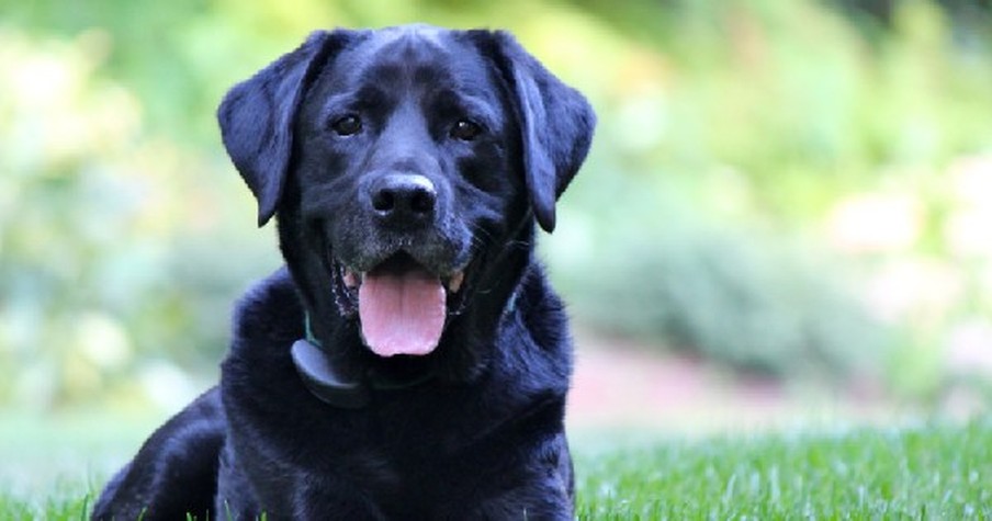 When You Learn This Sweet Dog's Secret, You'll Sob. This Really Hit Me Hard!