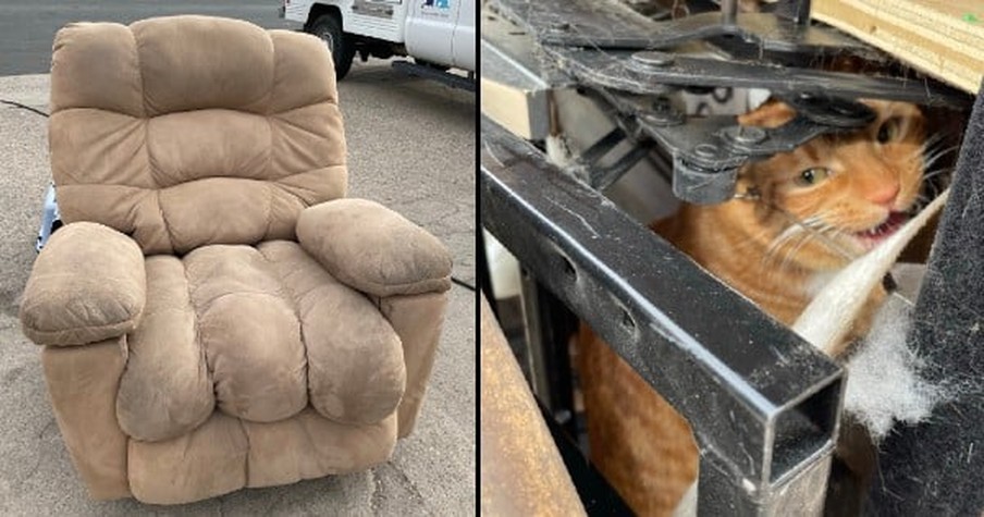 Workers Hear Cries Coming from an Old Armchair and Find a Cat Donated to the Thrift Store