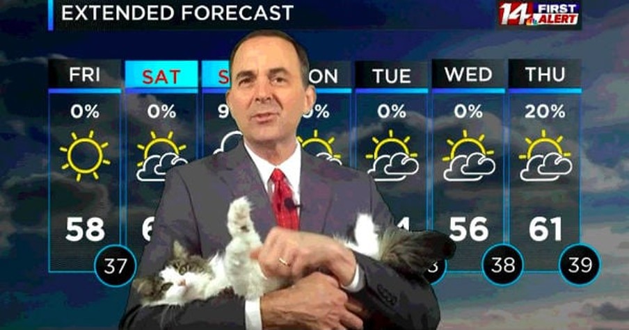 Cat Interrupts Weather Forecast Getting Broadcast From Home And Steals The Show