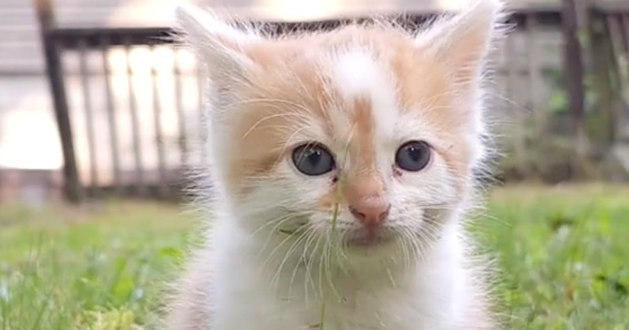 Rescuer Braces for the Worst After Spotting Kitten on the Side of the Road, Then Sees a Paw Move