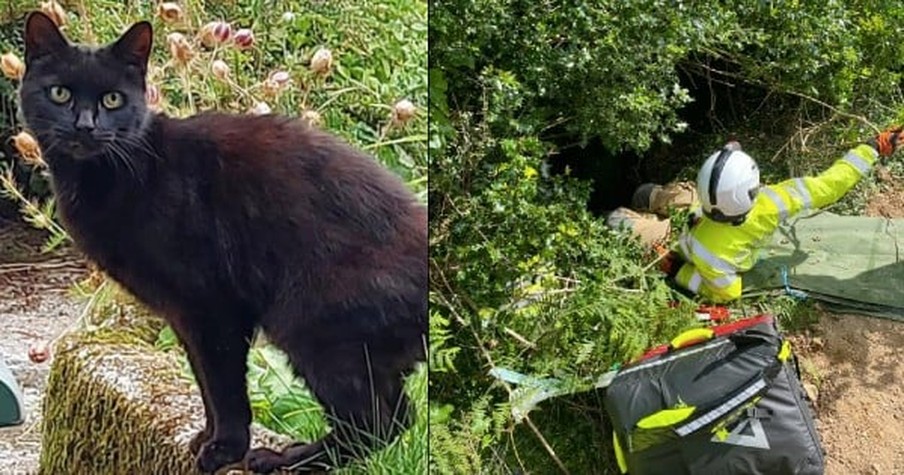 83-Year-Old Spent Hours In Ravine After Tumbling 70 Feet But Then A Cat Saves The Woman's Life