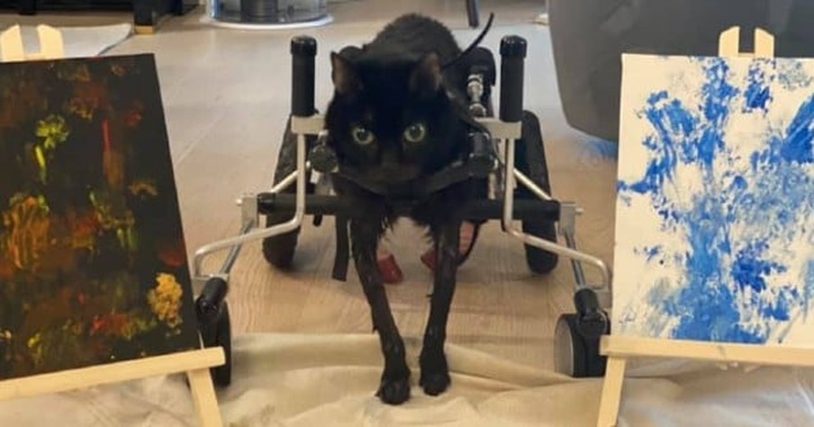 Brutiss The Disabled Cat Won't Let Anything Stand In The Way Of Living Her Best Life