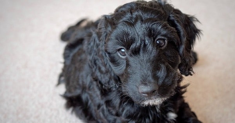 This Puppy Just Saved Everyone On An Entire Street. He's A Cocker Poodle Hero