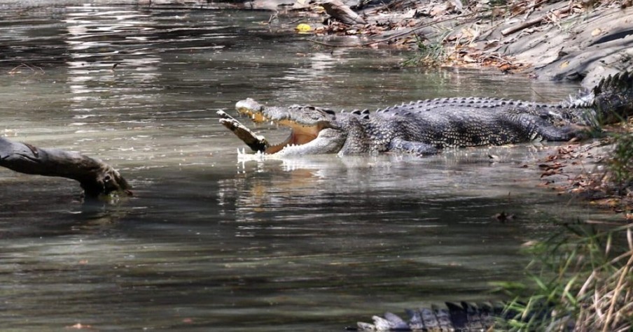 Croc Picks the Wrong Target In Australian Cattle Farmer - This Man Bites the Crocodile Back