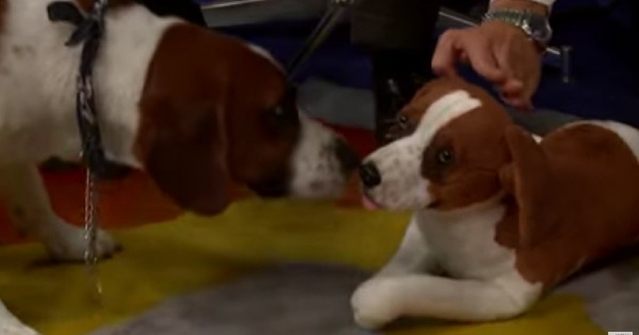 Company Helps Pet Owners Overcome Their Grief