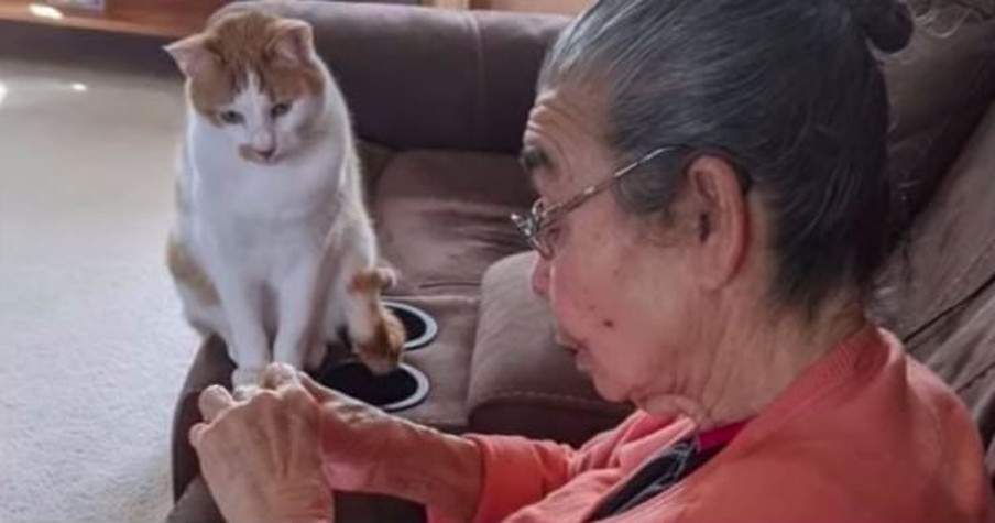 Cat Watches Anxiously As Grandma  Performs ‘Surgery’ On His Favorite Toy