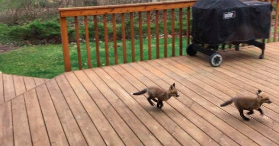 Grandma Spots Baby Foxes Playing And Seeing Them Having Such A Blast Will Brighten Any Day