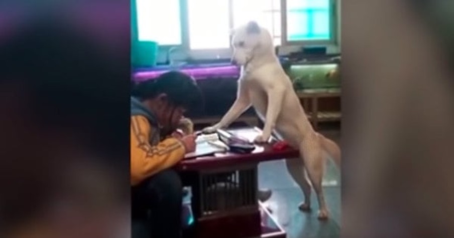 Daughter Won't Put Phone Down So Dad Trains Dog to 'Supervise' As She Completes Homework