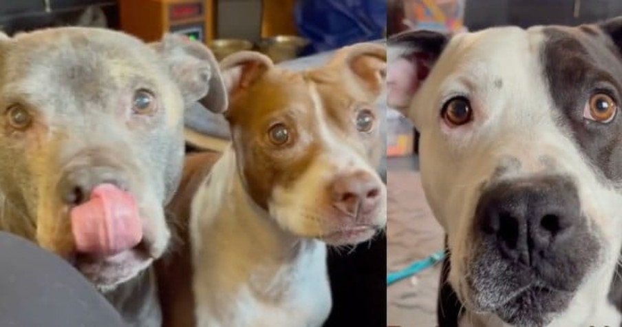 Pup Nearly 'Died from Broken Heart,' Then Gets The Sweetest Surprise