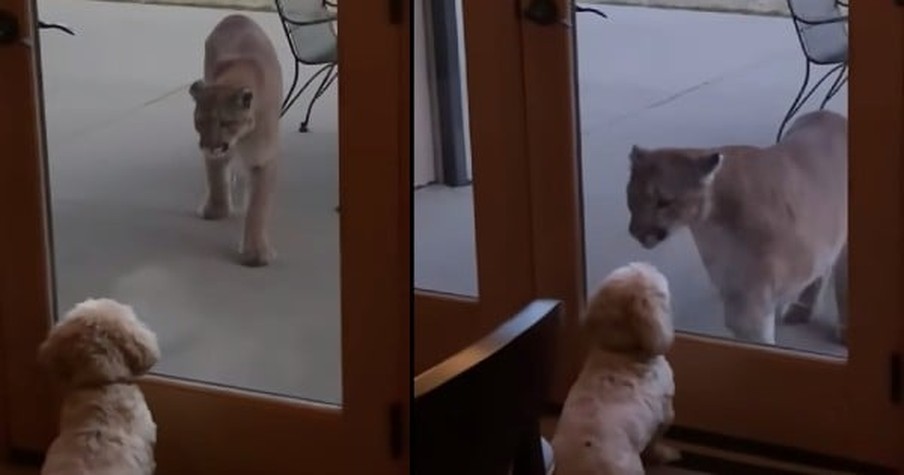 Dog and Mountain Lion Have Intense Staring Contest and Tiny Pup Refuses to Back Down