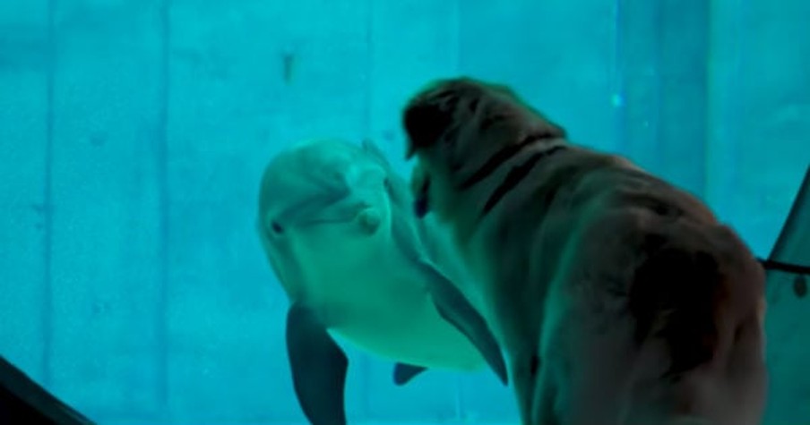 Golden Retriever Takes A Trip To The Aquarium And Becomes Best Friends With A Dolphin