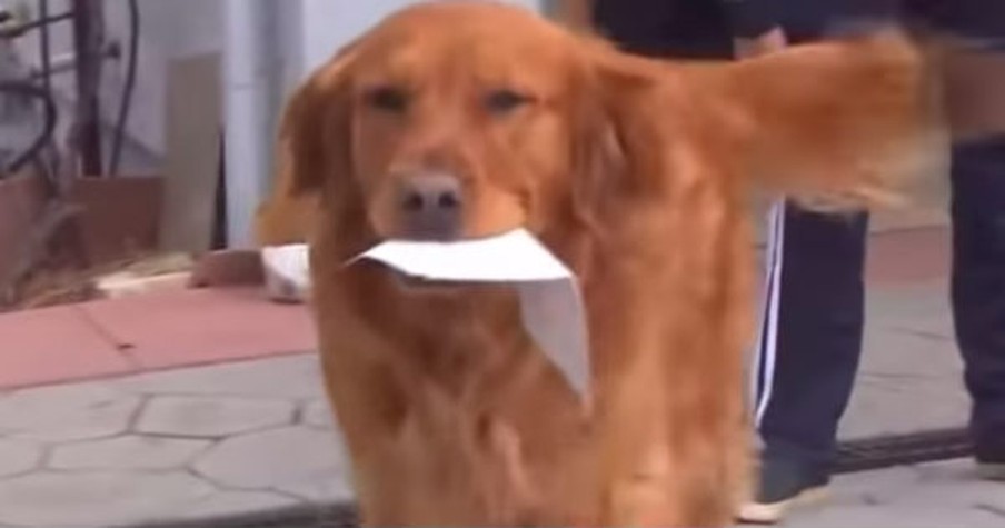 Adorable Dog Delivers Food to Neighbors During Social Distancing Time