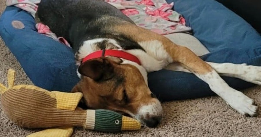 Rescue Dog Kept Scratching At Door, Then Grandma Discovers Grandkid Is Having A Seizure