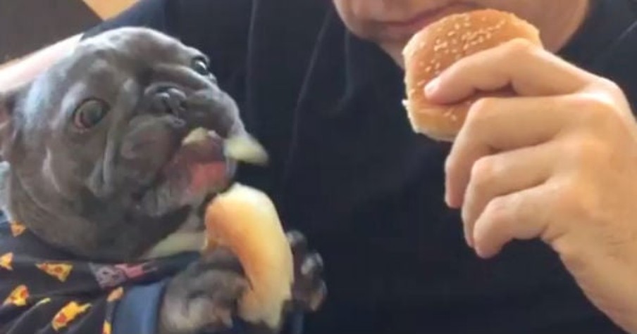 French Bulldog Eats Like A Human And Goes Viral But The Story From Before His Fame Is Powerful