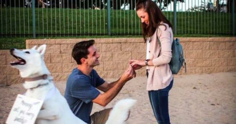 Dog Helps His Beloved Human With Proposal Until The Pup Gets Hilariously Distracted