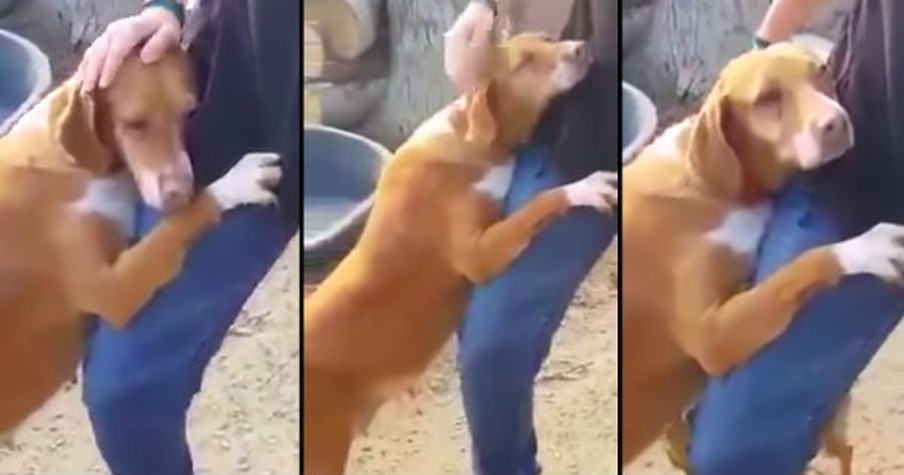 Dog Rushed Up to Reporter and Wouldn't Stop Hugging Him Until Pup Was Adopted