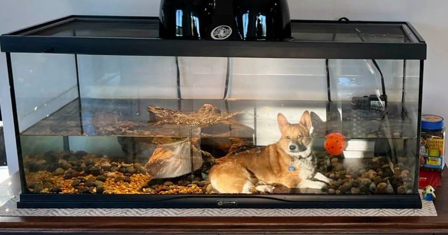 Woman Spots Her Aquarium For A Turtle And Can't Stop Laughing At What She Sees