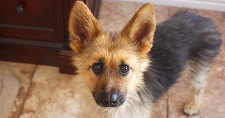 Adorable German Shepherd Always Gets Mistaken For A Puppy Due To Rare Genetic Disorder