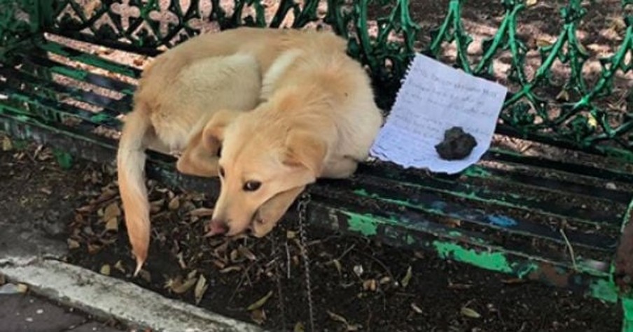 Note Next to Dog on a Bench Explains Desperate Owner Just Wants to Give Pup a Better Life